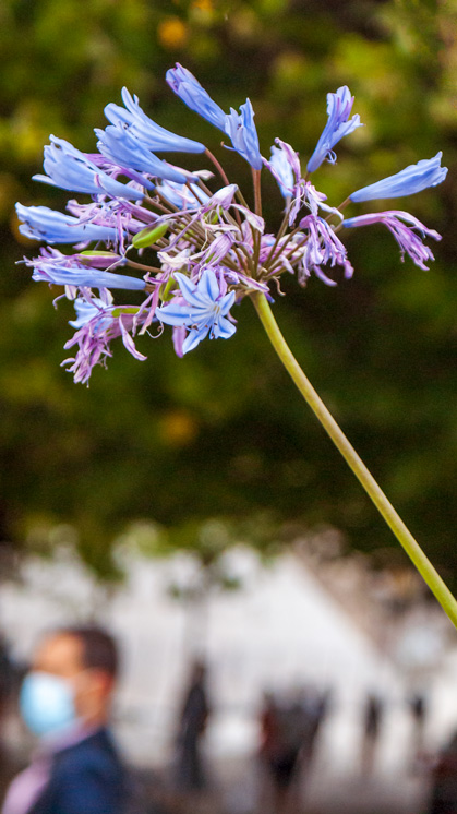 Flor Con Fondo Complejo