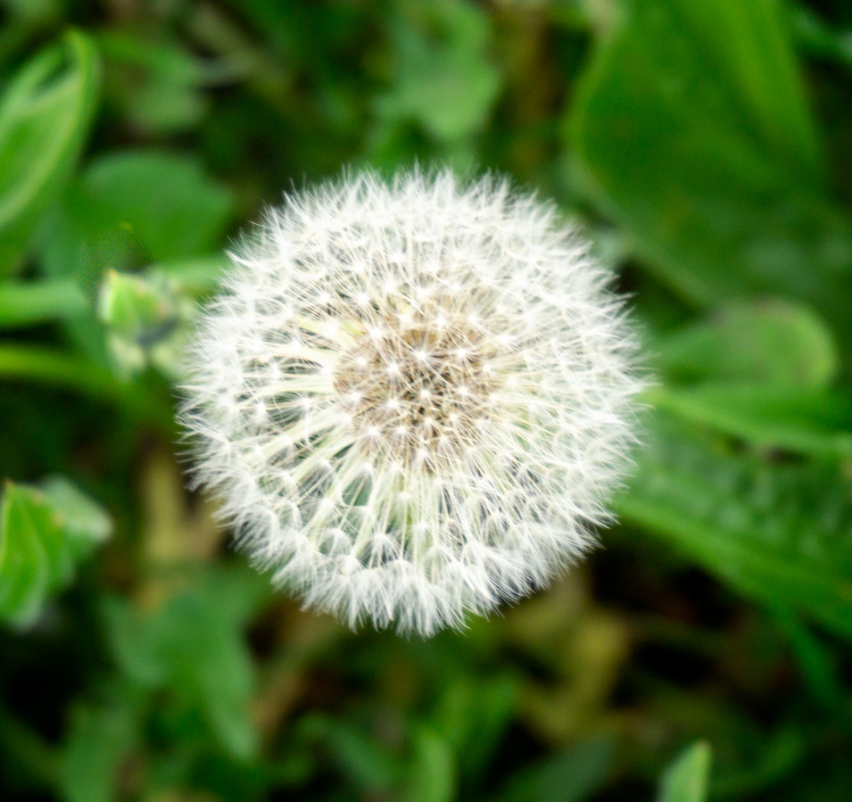 Flor En el Centro Del Encuadre