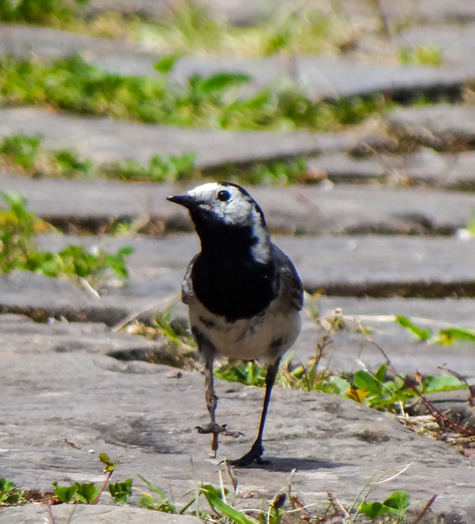 Pájaro en el Centro