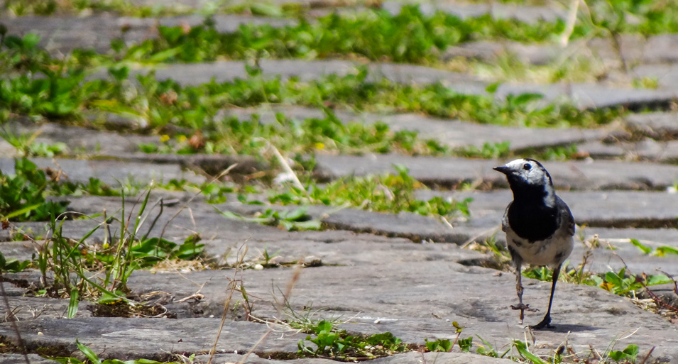 Pájaro Desplazado del Centro